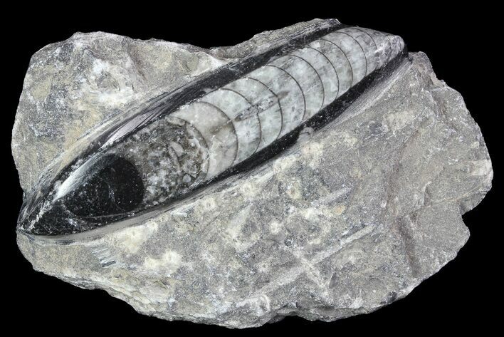 Polished Orthoceras (Cephalopod) Fossils - Morocco #84034